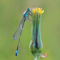 Blue-Tailed Damselfly 